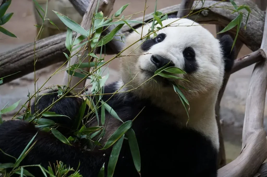 A panda in a tree