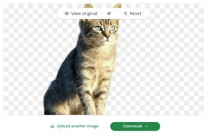 A screenshot depicting how Quillbot's image background remover can remove the background of an image showing a cat.